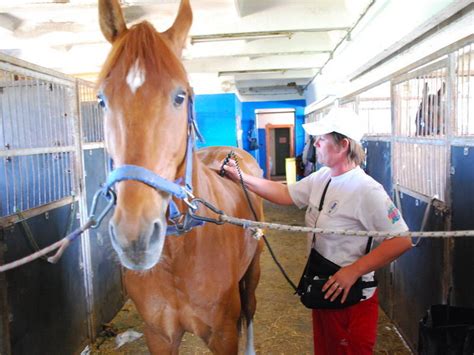 The Mystical Art of Customizing Barefoot Equine Pads